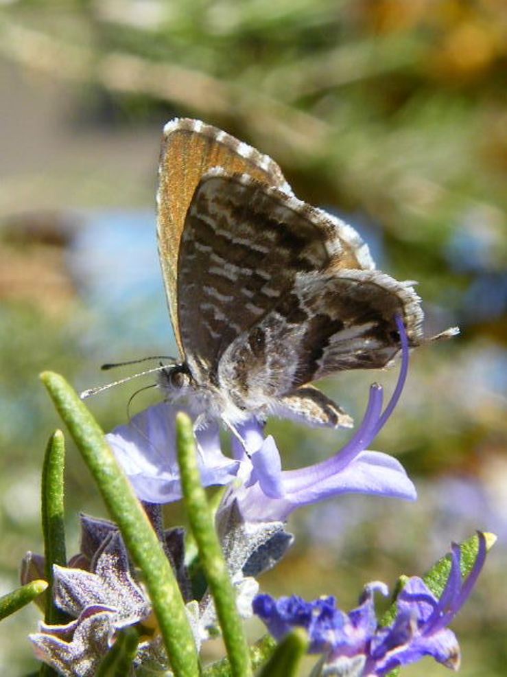 Leptotes pirithous ?