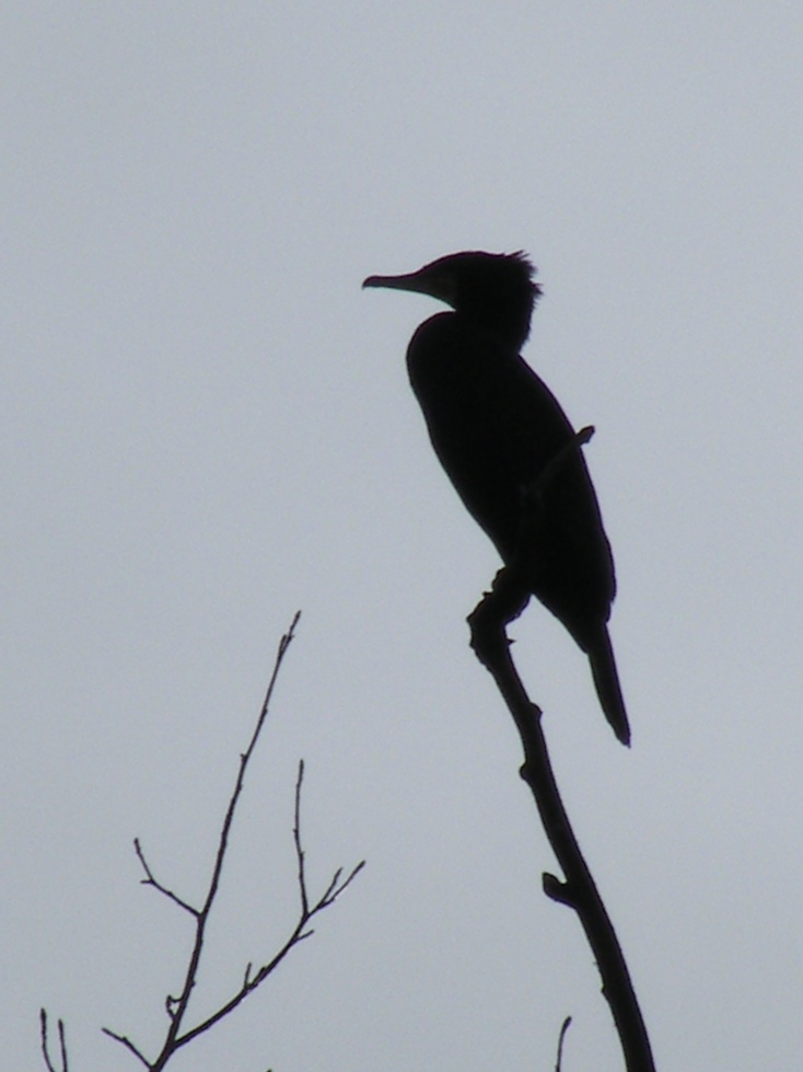 Silhuette cormorano