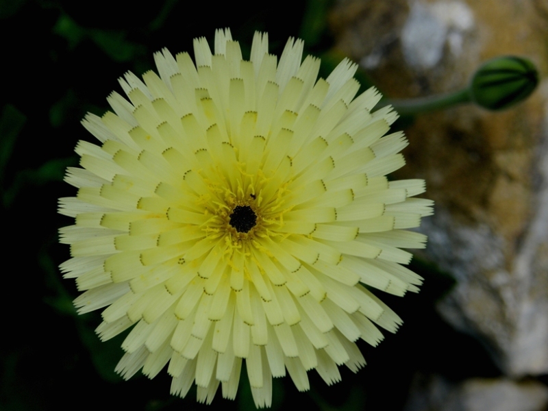 Urospermum dalechampii e Tragopogon porrifolius
