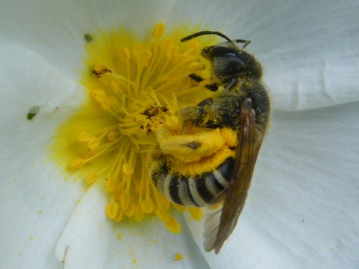 Lasioglossum sp. e Bombus sp.