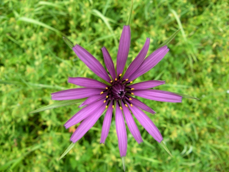 Urospermum dalechampii e Tragopogon porrifolius