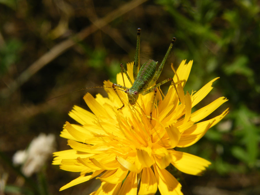 Phaneroptera nana (ninfa)