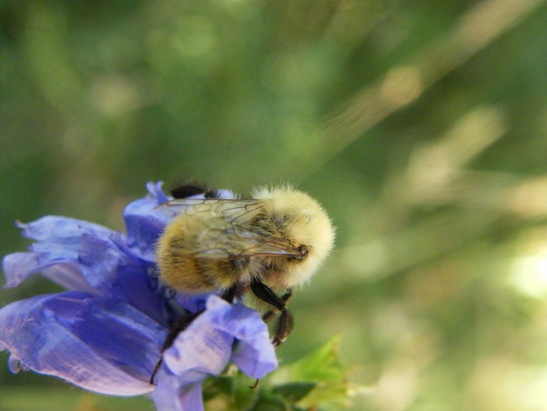 Lasioglossum sp. e Bombus sp.