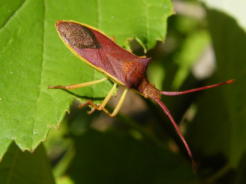 Emittero? Un bel Gonocerus