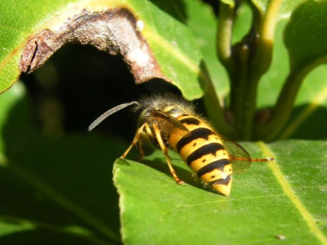 Vista tergale di Vespula germanica