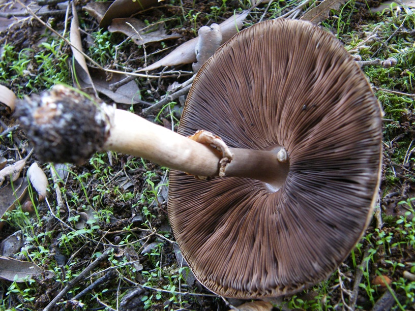 Due funghi da individuare