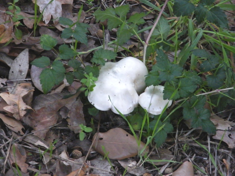 Due funghi da individuare