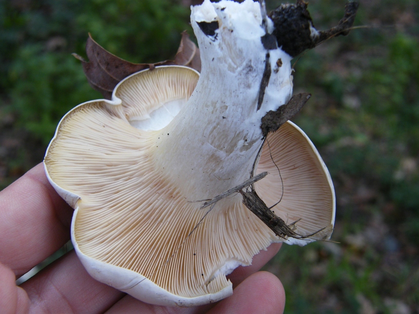 Due funghi da individuare