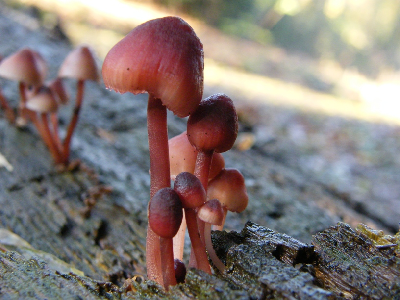 Funghi e tronco (cfr. Mycena haematopus)