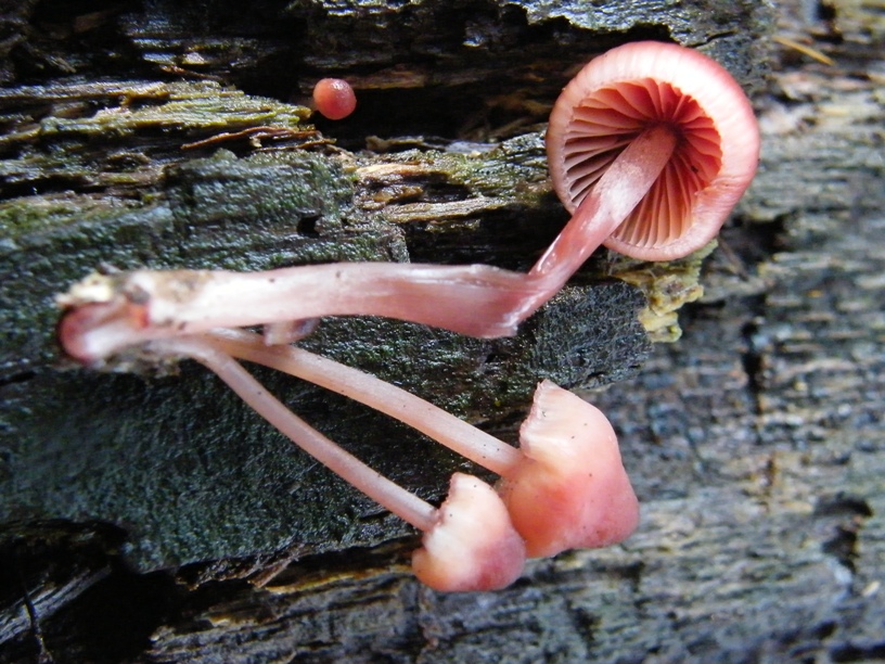 Funghi e tronco (cfr. Mycena haematopus)