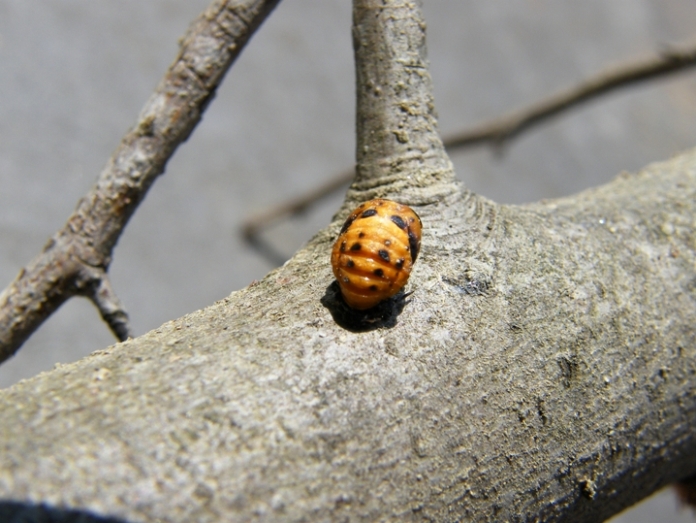 Identificazione: Coccinella septempunctata