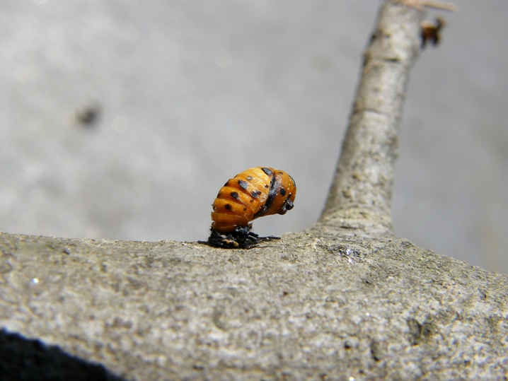 Identificazione: Coccinella septempunctata