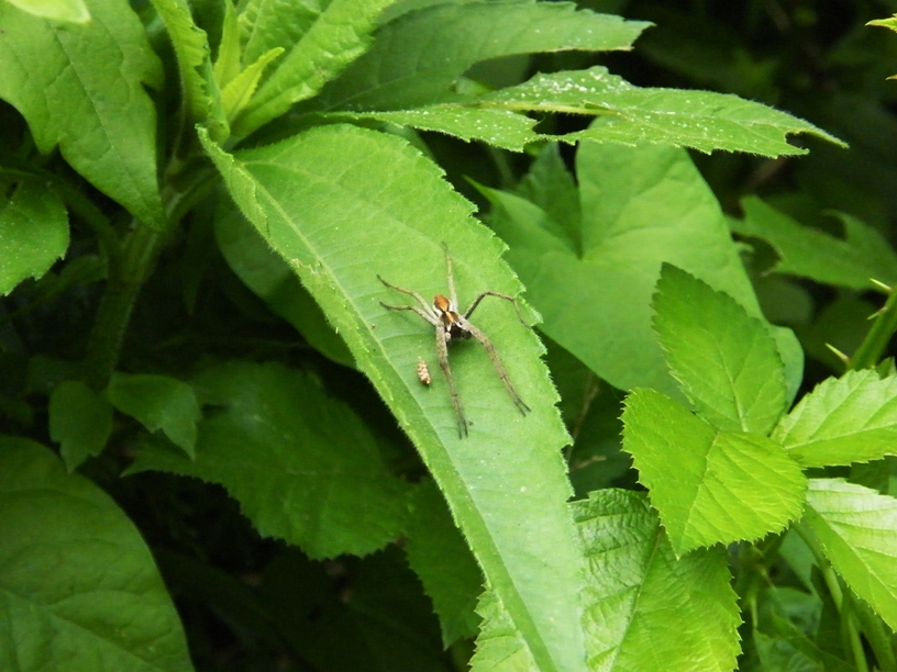 Pisaura sp/Xysticus sp/P. truncatus/N. adianta/A. diadematus