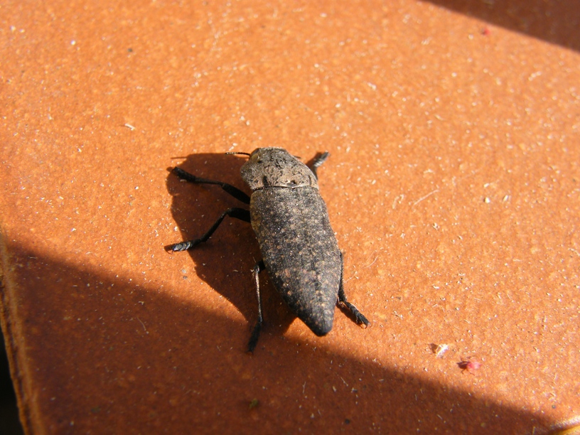 Capnodis tenebricosa (Buprestidae)