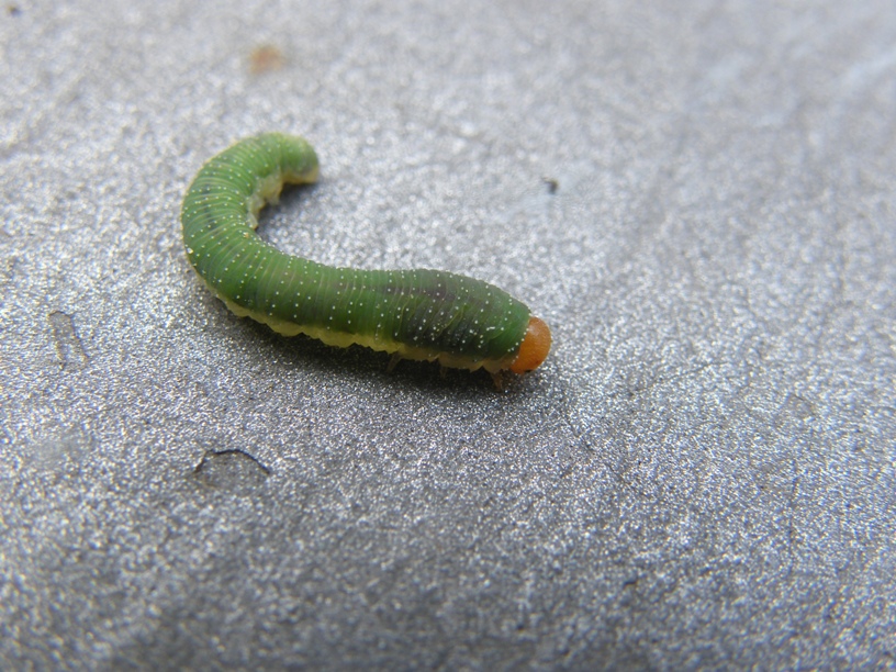 Bruco verde su rosa: Allantus viennensis? (Tenthredinidae)