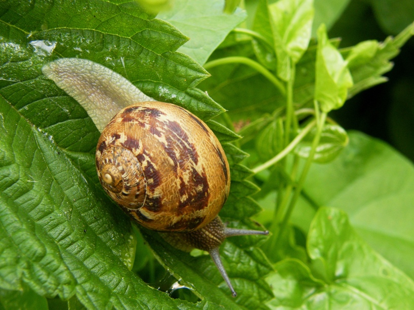 Bella chiocciola