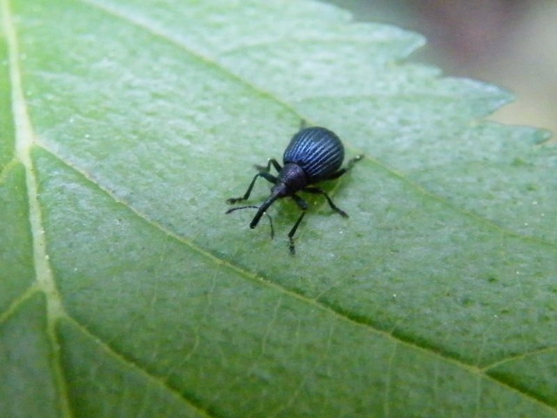 Geotrupidae (Anoplotrupes stercorosus)  e Holotrichapion pisi (Apionidae)