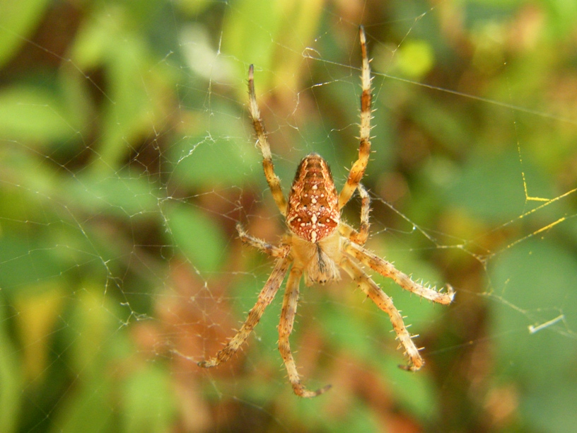 Pisaura sp/Xysticus sp/P. truncatus/N. adianta/A. diadematus