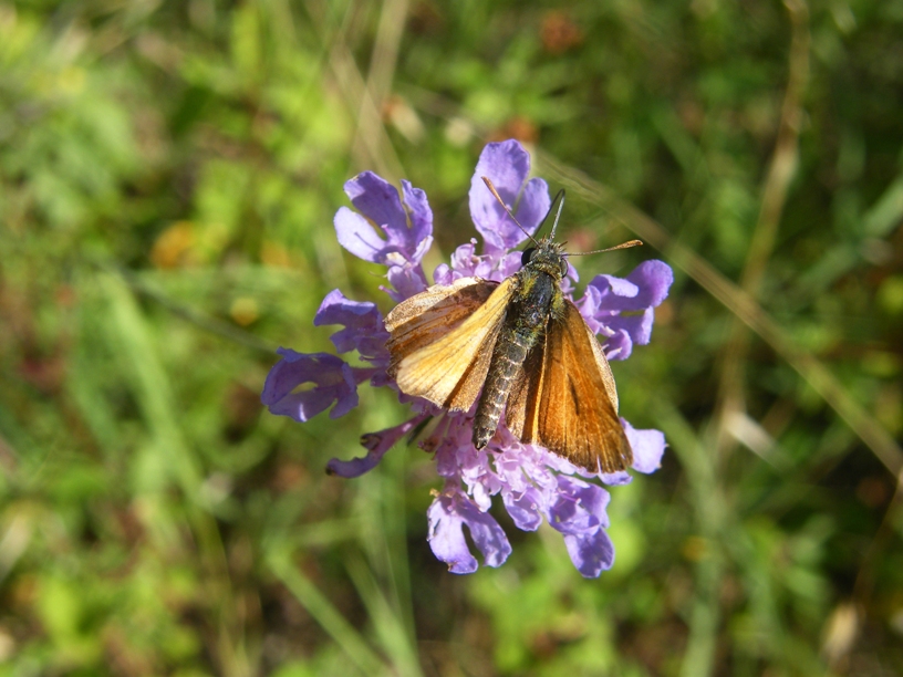 Hesperidae da determinare