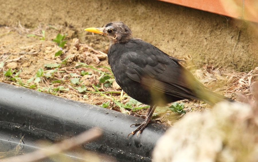 Malattia merlo (quesito per veterinari)