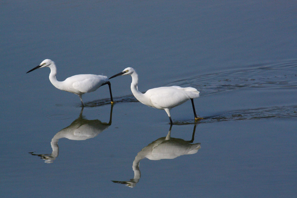 Passo..... sincronizzato