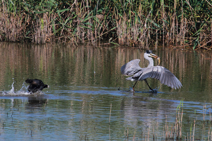 Avifauna humor