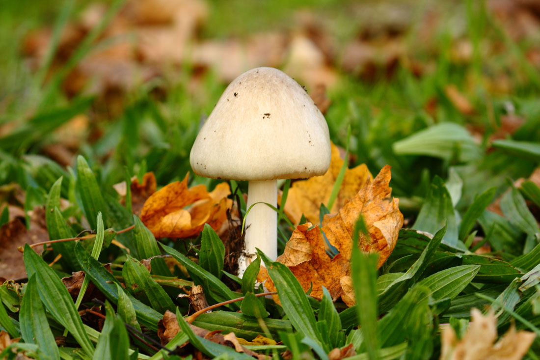 Identificazione