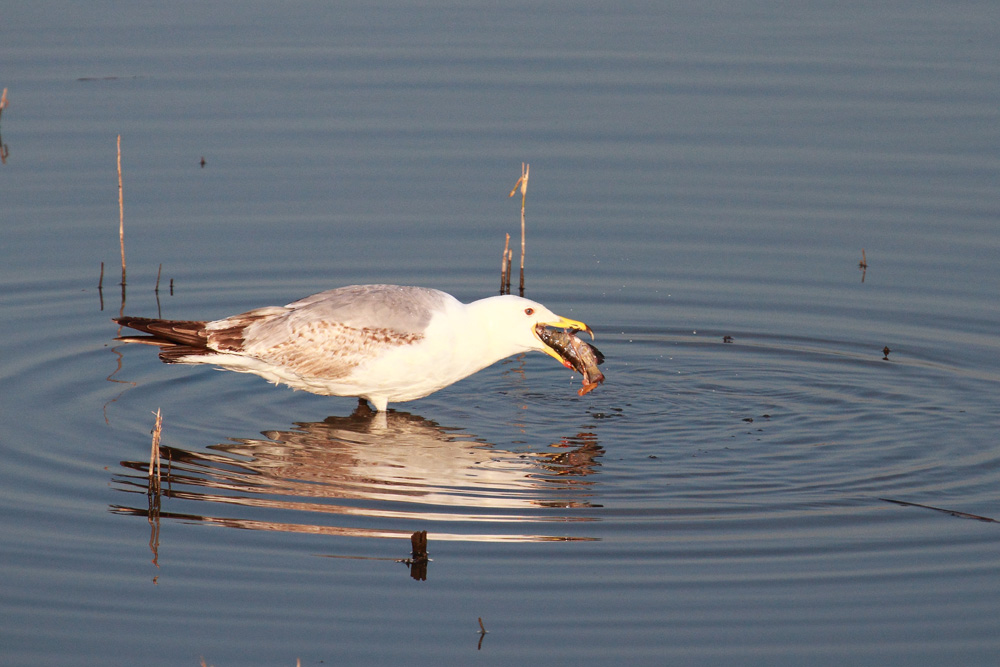 Pesce gatto a colazione.