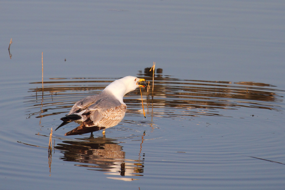 Pesce gatto a colazione.