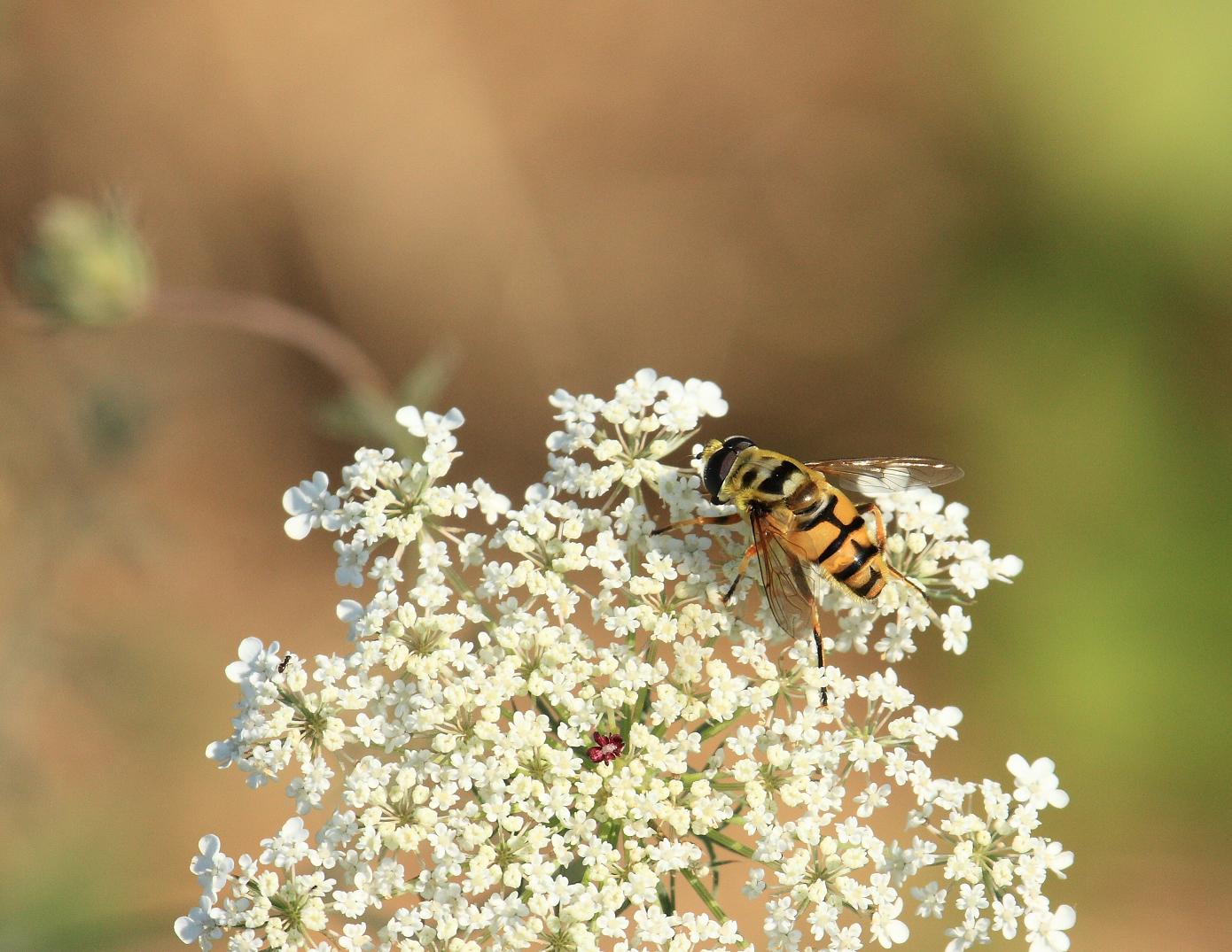 Myathropa florea (Syrphidae)