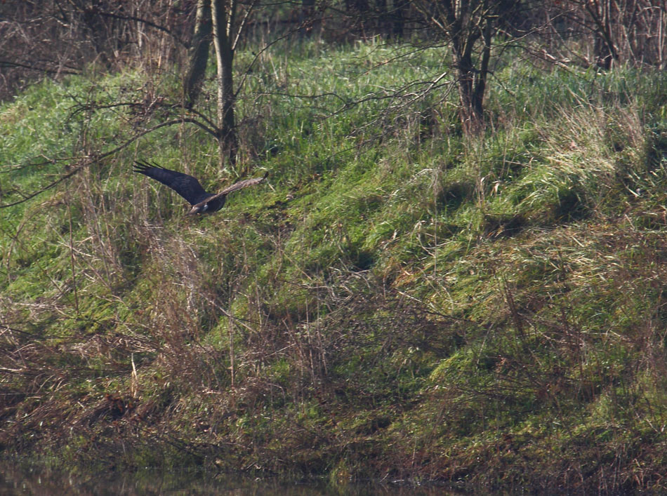 Rapace da identificare