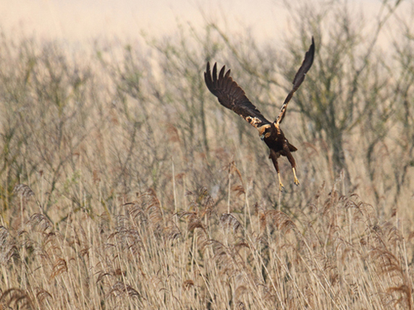 Falco di palude