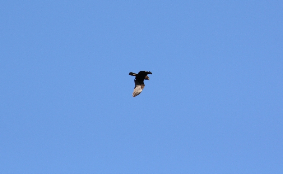 Falco di palude?