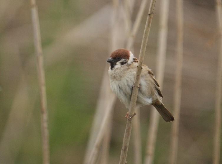 Passera mattugia