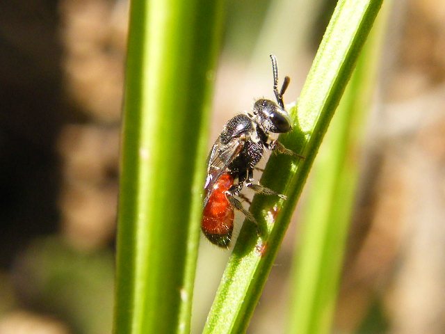 Seminascosto: femmina di Sphecodes (Apidae Halictinae)