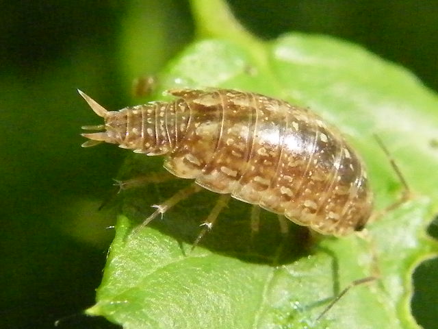 Oniscus sp.