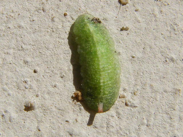 Larva di Syrphidae? S, di Epistrophe eligans