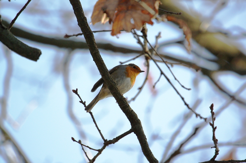Pettirosso  nel parco