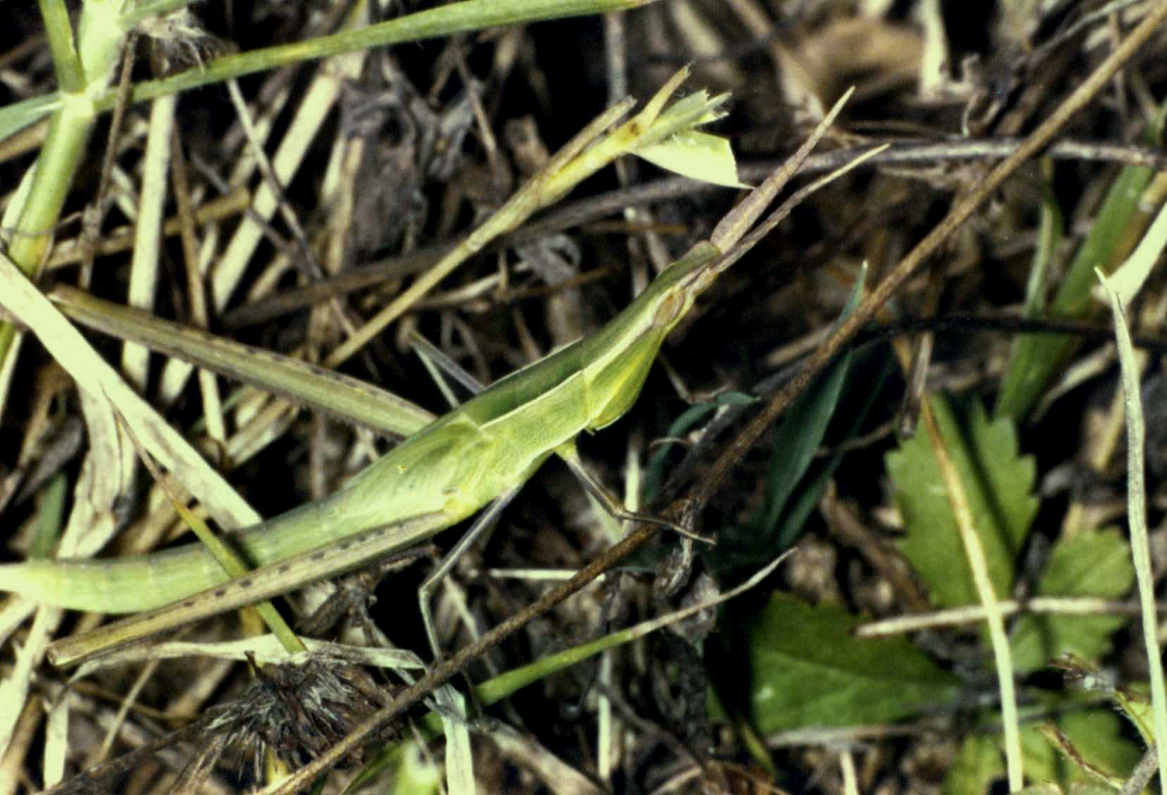 Foto ritrovata: Acrida ungarica mediterranea