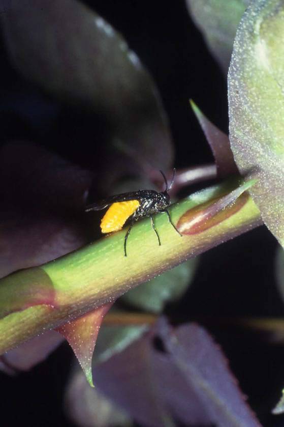 Bruco di Arge (oppure Tenthredinidae?)
