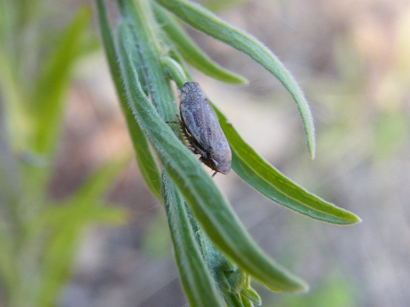 Allygidius?
