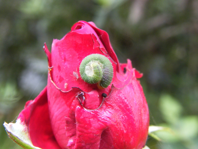 Bruco verde su rosa: Allantus viennensis? (Tenthredinidae)