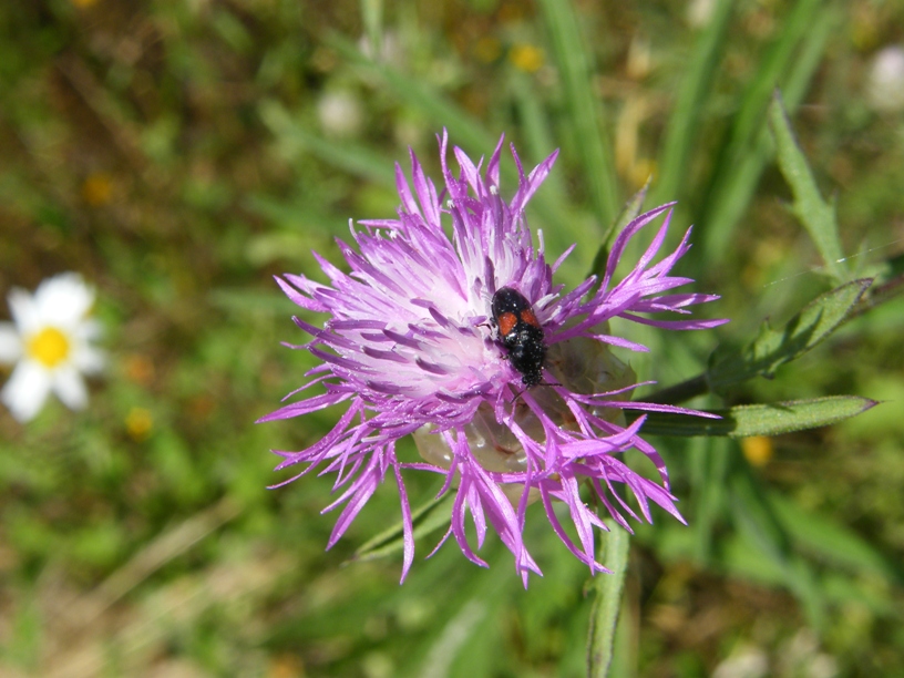 Curculionide e Dasitide di Prato