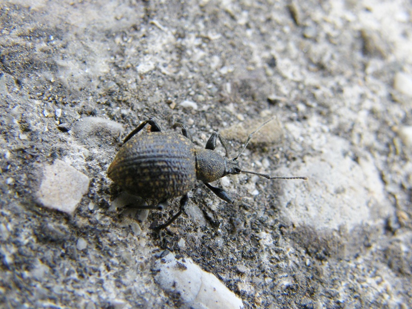 Curculionide e Dasitide di Prato