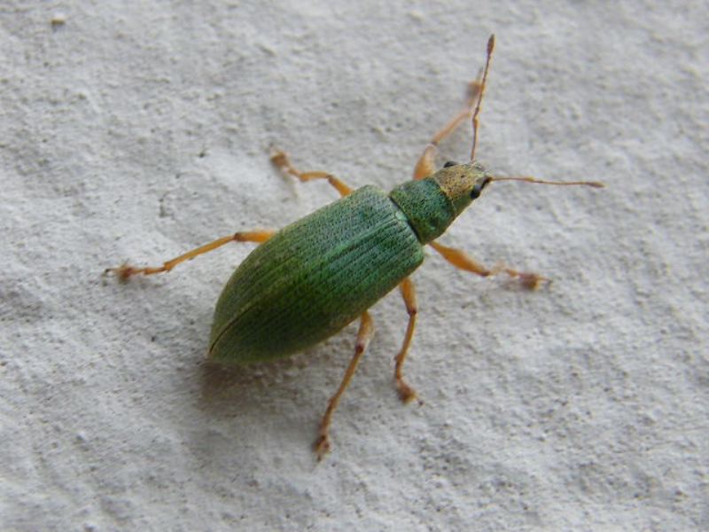 Curculionide verde