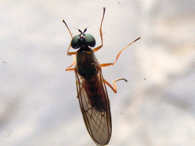 Sargus sp. (Stratiomyidae)