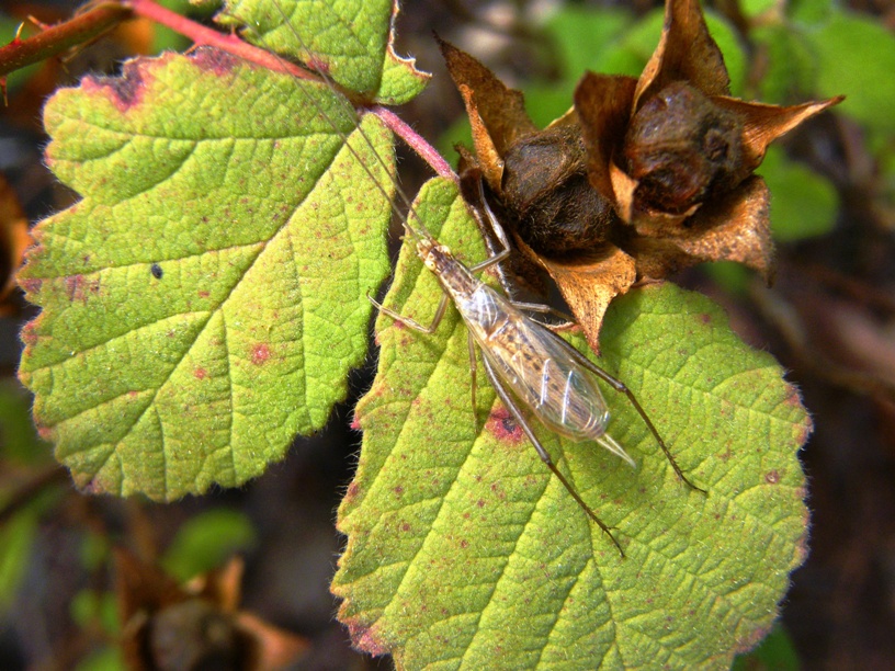 Oecanthus pellucens (Oecanthidae)