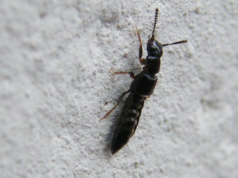 E'' una larva ?