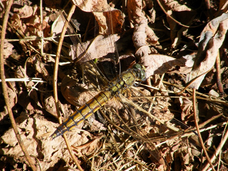 Orthetrum cancellatum ?
