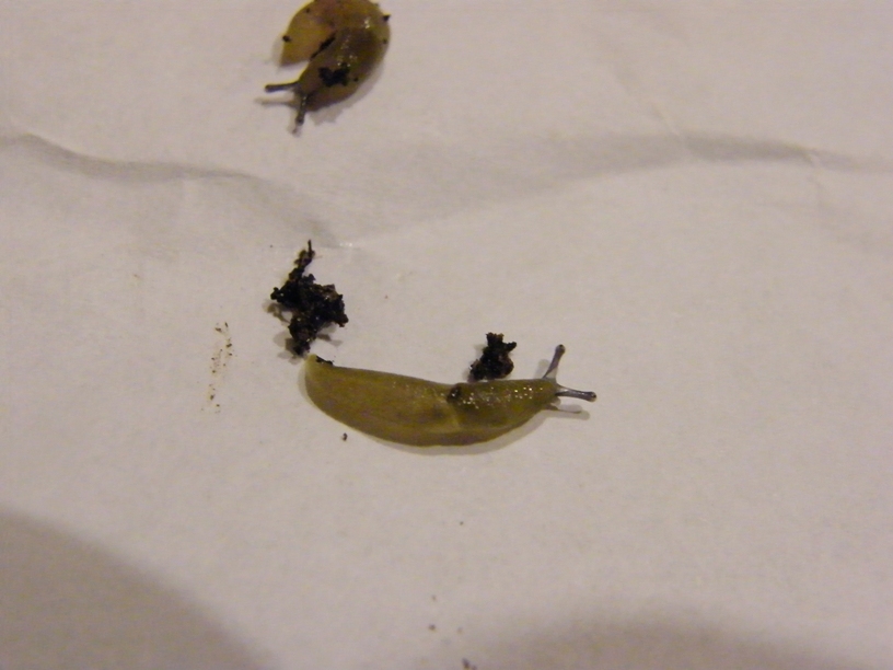 Perline (uova di Gastropode)